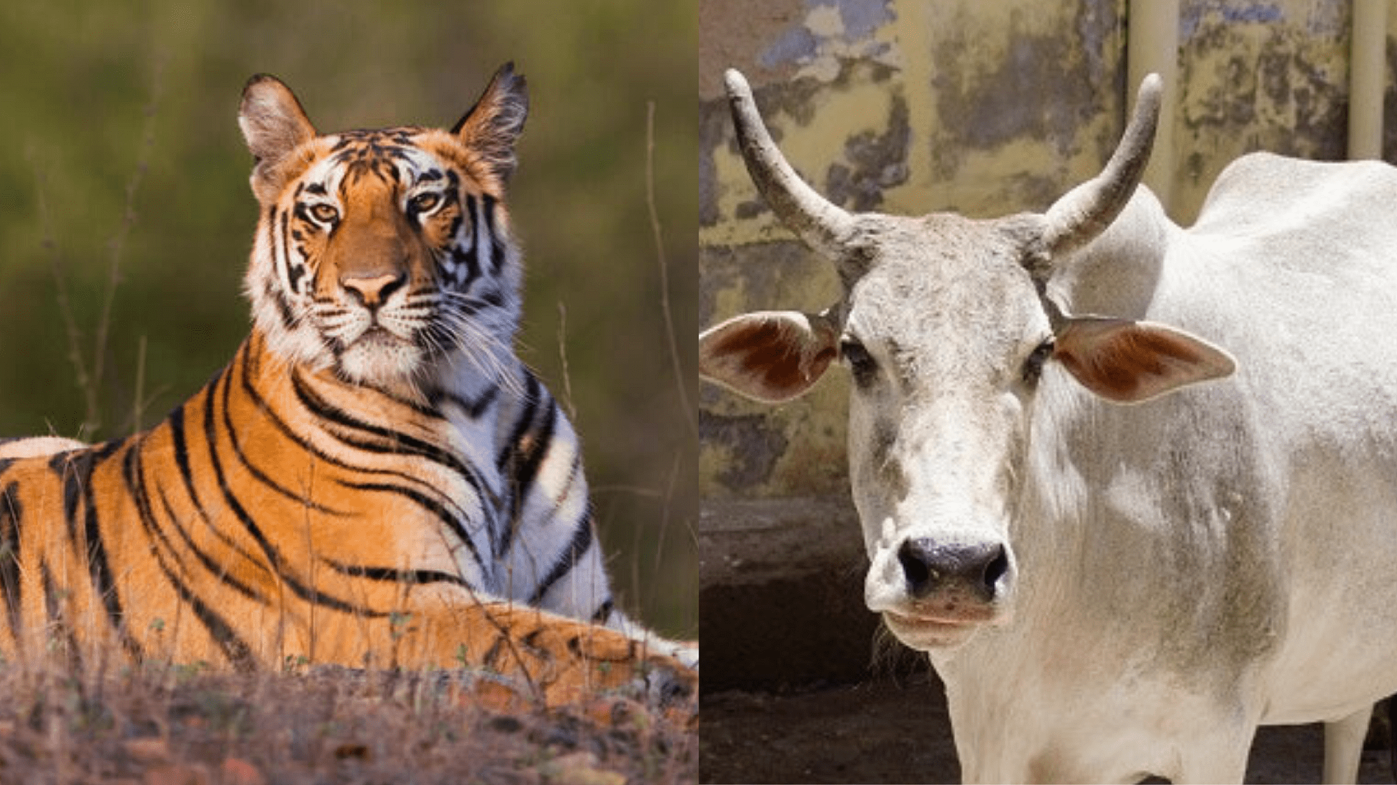 Allahabad HC Wants National Animal Tag for Cow, But Here's Why the Tiger  Has It / Twitter