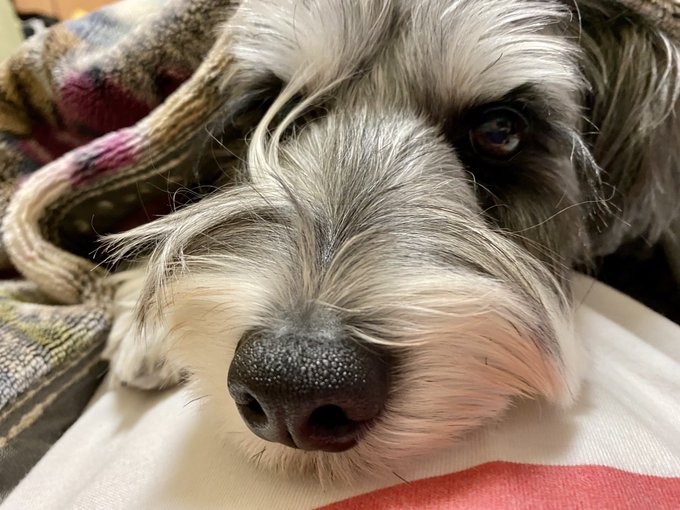 毎月恒例のPMSのため、薬を飲んでゆっくり読書してたらお布団に入ってきた🐶🐶
毎回この時期にお腹に乗ってあっためてくれるのマジ天使👼👼

リプや引用ありがとうございます😊😊
夜にお返事させていただきまーす❤️ 