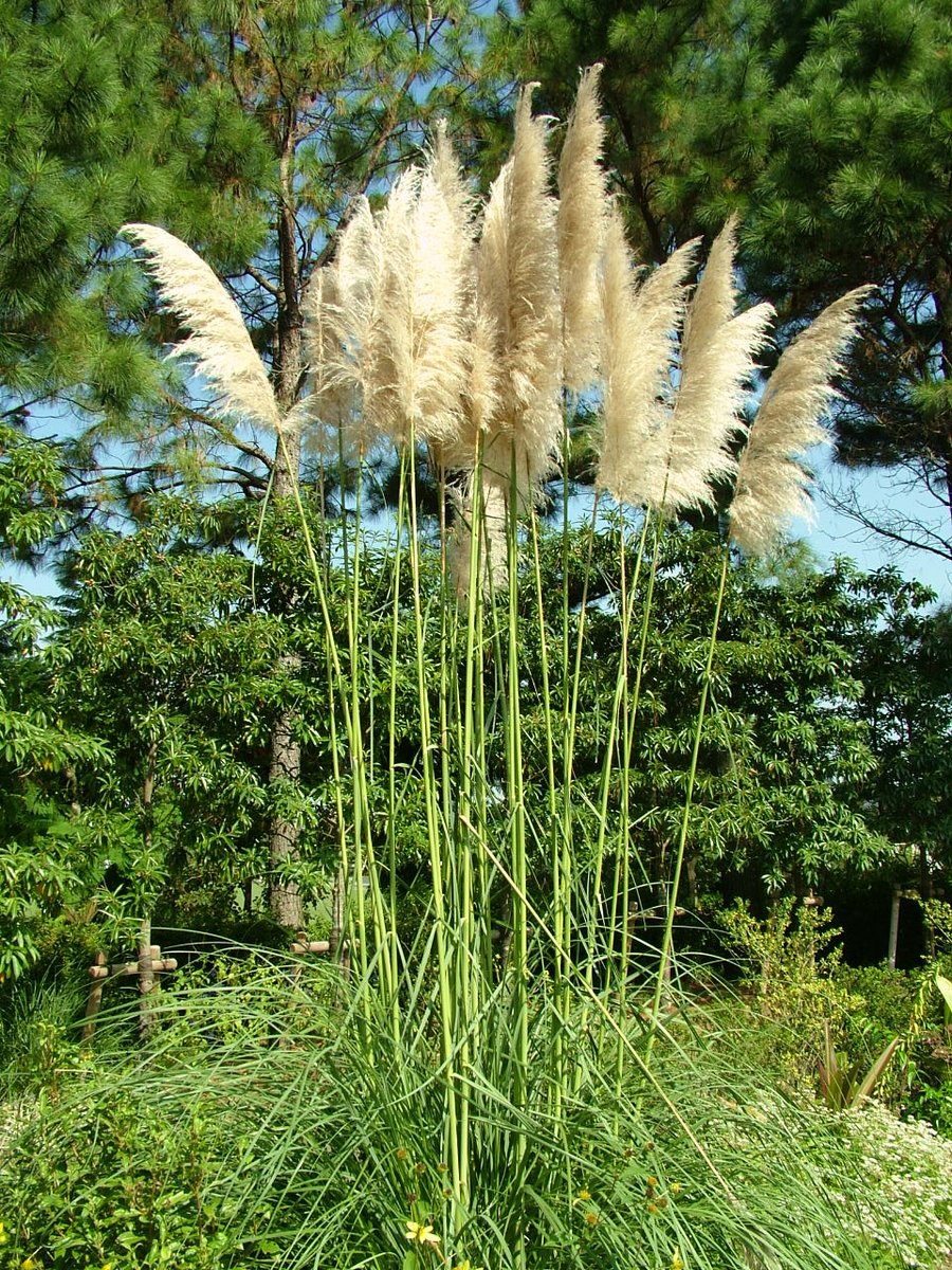 パンパスグラス Twitter Search