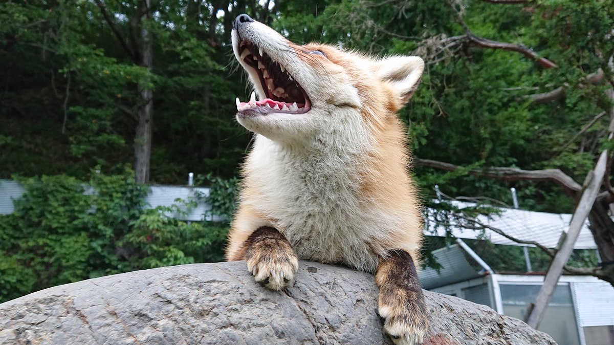 きたきつねページになります＊ E-VuwvIVEAMefKv.jpg