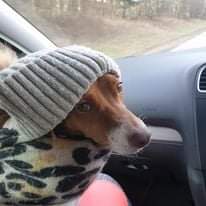 PlyRacking's tweet image. Calling all Dog Lovers, meet Evie.
Do you holiday in the UK more, so you can bring your 4 legged bestie with you?
Set the scene, jumping in your campervan Friday night and setting off with your pooch to a nature hotspot....fill your fridge with drinks #Food #Campervan #doglife