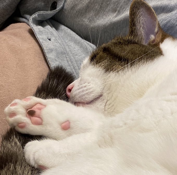 月神サキ S Recent Tweets 5 Whotwi Graphical Twitter Analysis