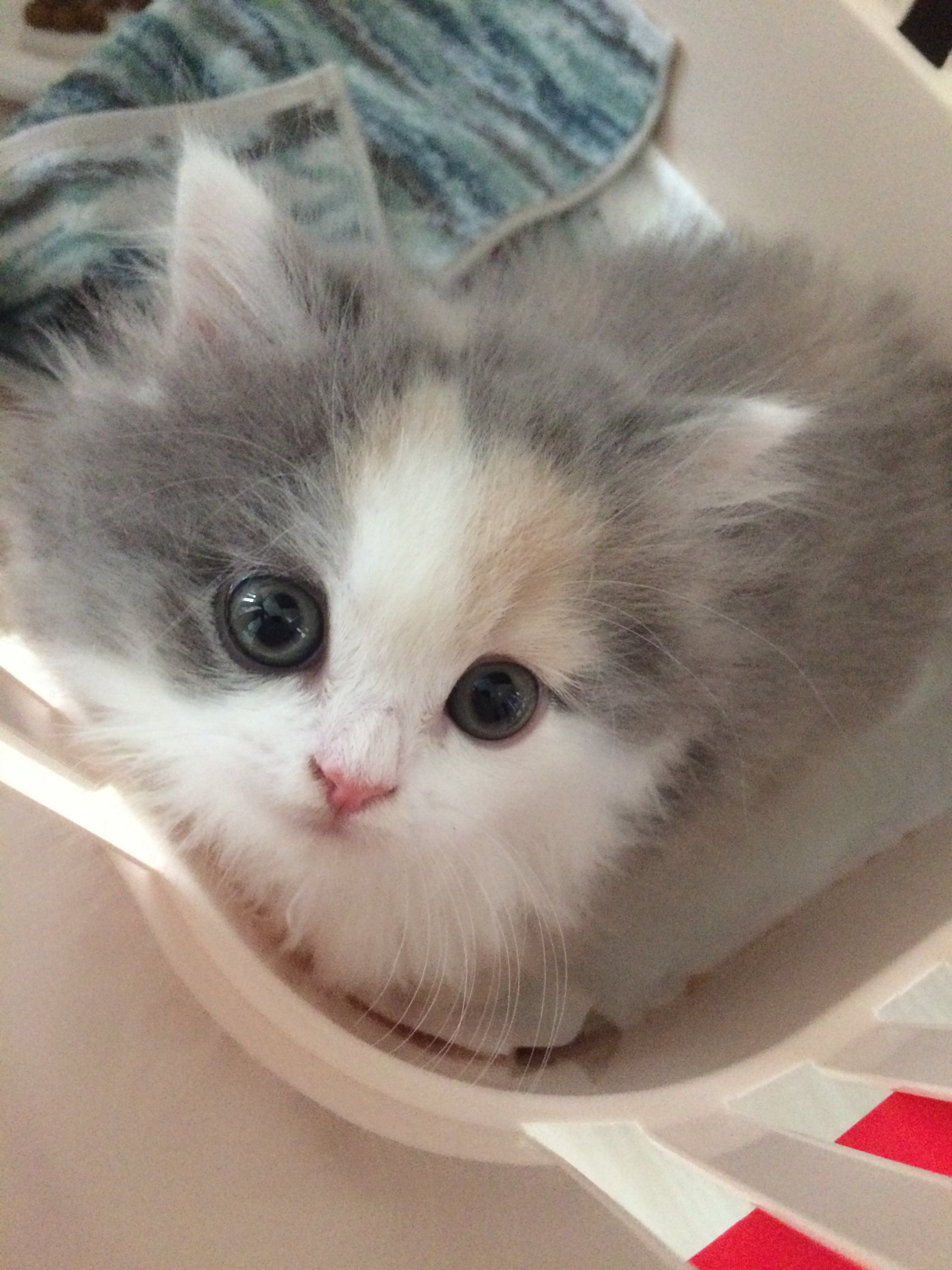 月澤尚也 株式会社atip代表 弊社社員の愛 犬 紹介 猫編 チロちゃんです 写真はお家に来た頃の写真だそうです ネコちゃんは目が綺麗ですよね 犬派ですが 子猫の写真や動画を見るのは好きです 笑 猫のいる生活 猫のいる幸せ 猫好き