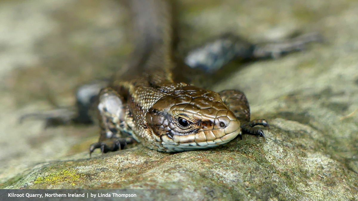 The #CommonLizard is #38 in our #QuarryNature50 countdown. Also known as the ‘viviparous lizard’ as it incubates eggs within its body and gives birth to live young, it’s often seen on heaths, woodland and grassland – and many restored #quarries – basking in the sun. <a href="/ARC_Bytes/">Amphibian and Reptile Conservation</a>