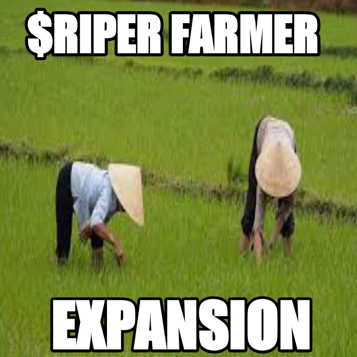 AuroreCargill's tweet photo. @RiperDeFi With the current rise in the world's population, it can be said that farmers will need to produce more food in order to sufficiently feed the world's population...With @RiperDeFi i see farmers meeting up with the world's food supply capacity..#AgriDeFi #DeFi #RiperDeFi https://t.co/IGIf2NDBnj
