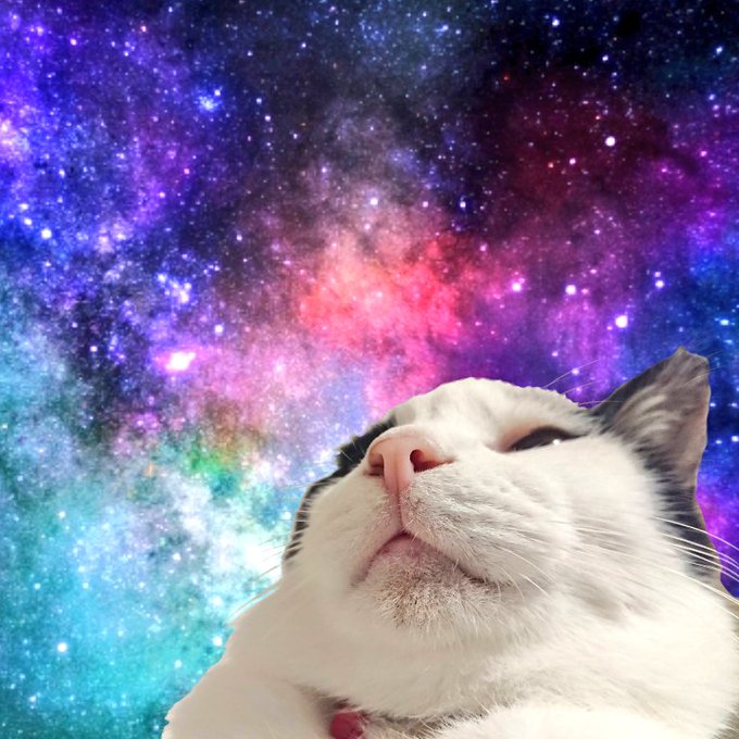 宇宙猫のtwitterイラスト検索結果