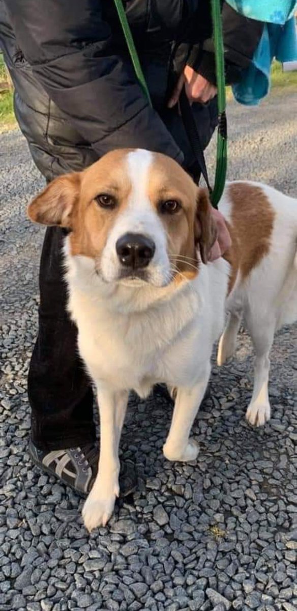 Urgent. Please share. Poor Forrest is struggling in kennels. He desperately needs someone to foster or adopt him. He's 2.5yo, very loyal, enjoys walks. Can be reactive to other dogs on lead so needs experienced handler. Needs to be an only dog. No cats or kids. In Kidderminster.