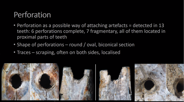 Jennifer_R_Hull's tweet photo. More historically documented artefacts. These perforated teeth were interpreted as a necklace despite only approx. half with evidence of perforation. Interpretation, critical analysis and/or reanalysis are very important aspects of research #WBRG14 @UjPalaeo https://t.co/GBUmRwUPSq