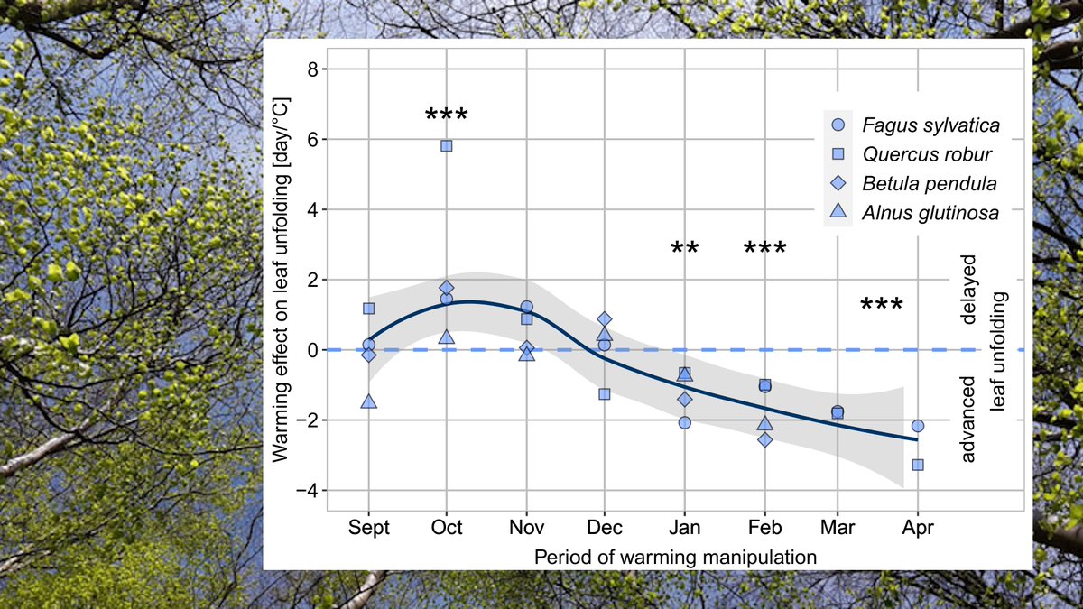 Interested in how autumn temperatures impact spring leaf phenology? I happy to announce that your paper is out now in <a href="/GlobalChangeBio/">Global Change Biology</a>: "Late to bed, late to rise - Warmer autumn temperatures delay spring phenology by delaying dormancy".
doi.org/10.1111/gcb.15…
#phenology