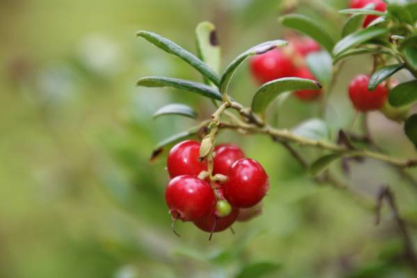 Puolukka-aika on täällä! Lue sivuiltamme kikkoja puolukan poiminnan nopeuttamiseen! arcticwarriors.fi/raaka-aineet/p…