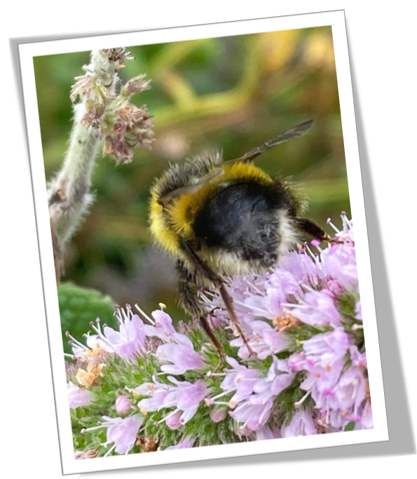 BeesGrenoGreen's tweet photo. 4/4🐝Busy Bees! We've put together a gallery of 12 images of the bees working hard upon Grenoside Green a couple of days ago. We hope you like the slide show 🐝
#Grenoside #Sheffield #SouthYorkshire #Bees #Community #conservation https://t.co/QCCIX9wB7M