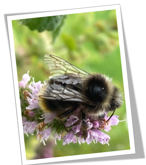 BeesGrenoGreen's tweet photo. 4/4🐝Busy Bees! We've put together a gallery of 12 images of the bees working hard upon Grenoside Green a couple of days ago. We hope you like the slide show 🐝
#Grenoside #Sheffield #SouthYorkshire #Bees #Community #conservation https://t.co/QCCIX9wB7M