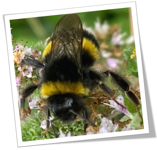 BeesGrenoGreen's tweet photo. 3/4🐝Busy Bees! We've put together a gallery of 12 images of the bees working hard upon Grenoside Green a couple of days ago. We hope you like the slide show 🐝
#Grenoside #Sheffield #SouthYorkshire #Bees #Community #conservation https://t.co/73Rn8WYCid