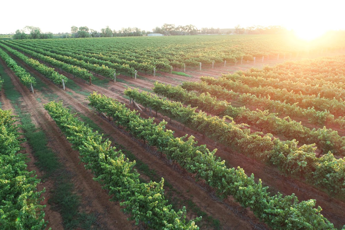 Sunset over the Manuka Grove vineyard ✨