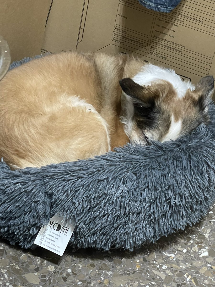 Se esconde ahí por los petardos, a pesar de poner adaptil calm en difusor para que no se asuste, aún así mi perrhija tiene miedo