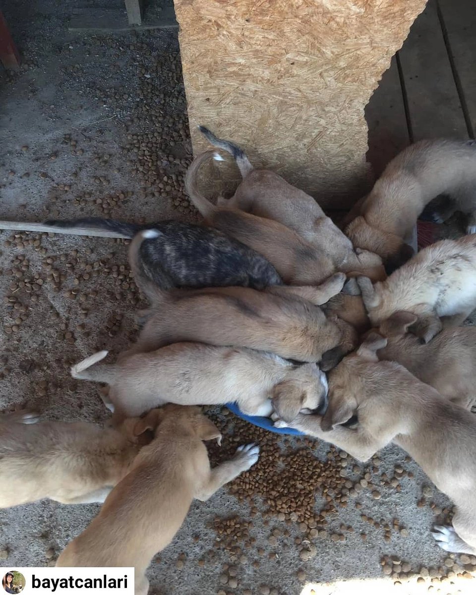 #repost <a href="/bayatcanlari/">Gizem Sayın</a> 

Yemin ederim destek olan 1 kişi bile yok..Ben gerçekten akıl sağlığımı kaybediyorum artık.Ögrenci olarak nereye kadar devam edebilirim siz söyleyin?
Kumbara linki : 
mamasenden.com/bayat-canlari

#mamasenden
#mamasendendagıtmasıbizden
<a href="/BayatCanlari/">Gizem Sayın</a>