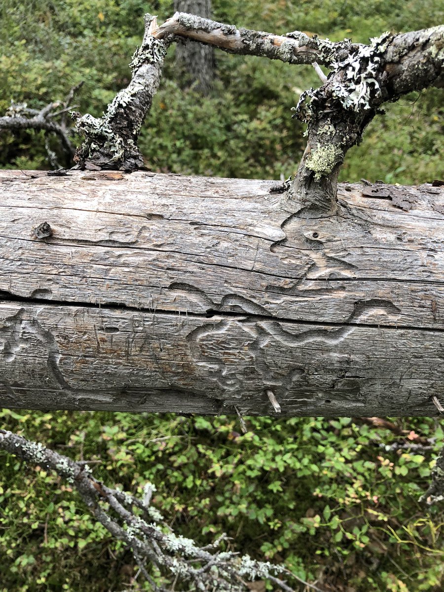 Bra utbildning med Sveaskog i Norrbotten i veckan. Vad säger arter om ekologin? Lämpliga hänsyn? Många knepiga avvägningar.

Bortom offentliga debatthettan rör sig mkt framåt i naturvården. Inte minst kunskapen i fält.

Tänkte bara sticka emellan med det.