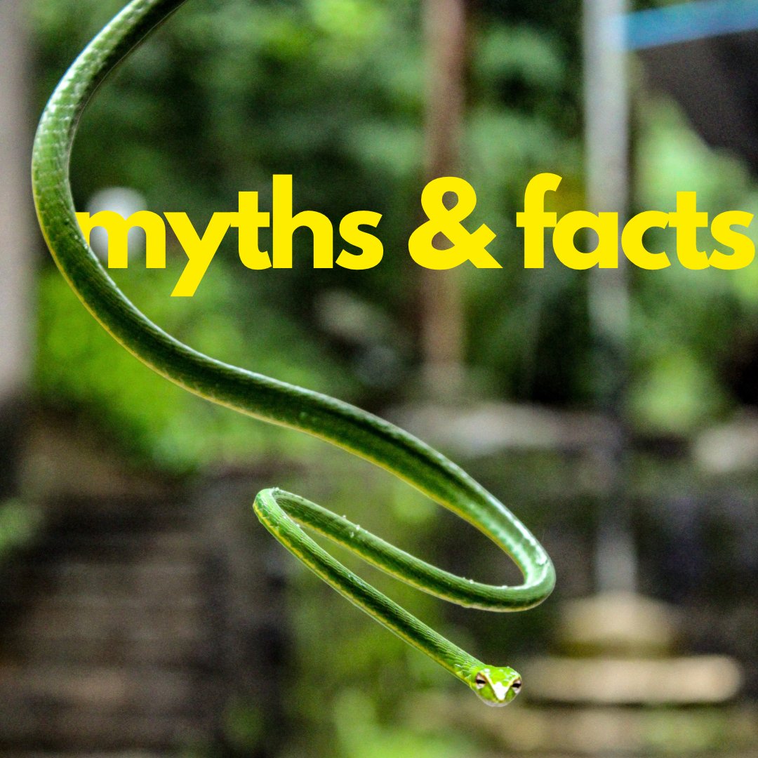 Snakes are constantly portrayed as ‘evil creatures’, and their misrepresentation in media has only fueled more fear. But let us ask ourselves, are snakes really bad? Our contributor Shirina Sawhney bursts 5 myths surrounding snakes in this insightful blog. bit.ly/3tao5HJ