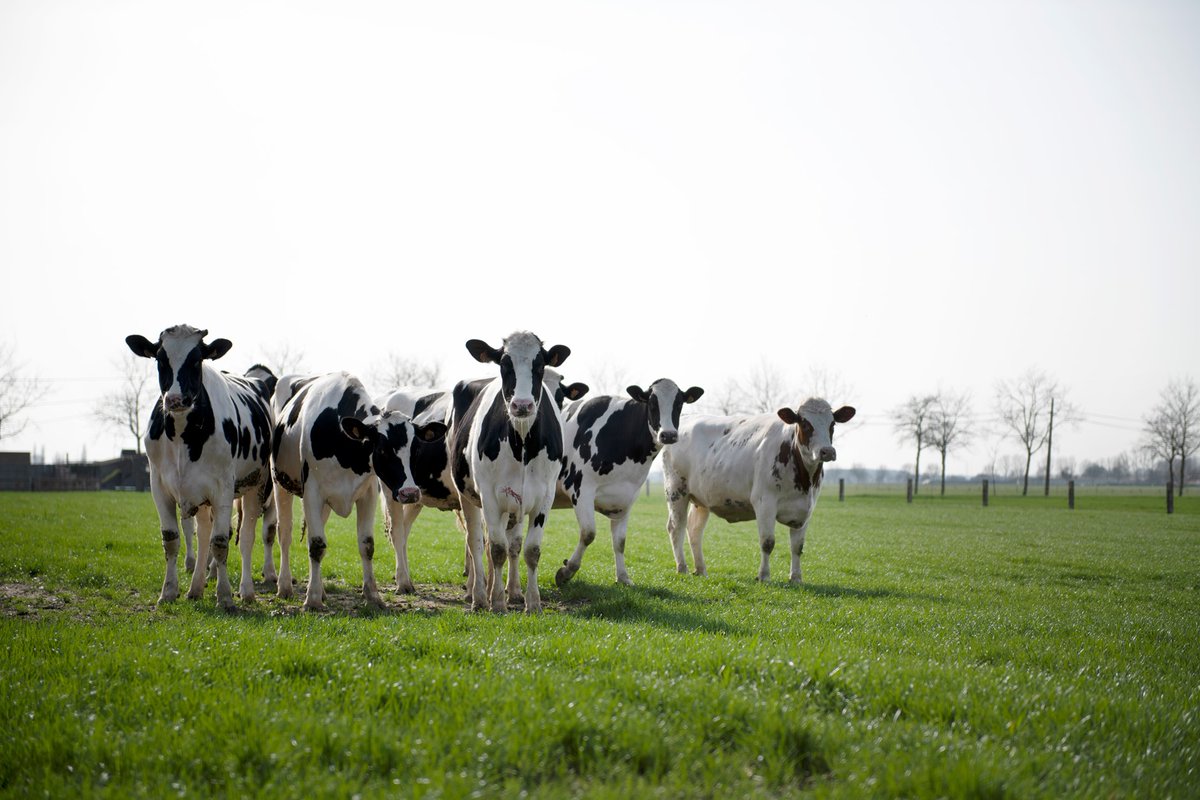 FullwoodPackoUK's tweet photo. Fullwood Packo's conventional milking systems are renowned for their cow-first design #everydropcounts

#FullwoodPackoUK #ConventionalMilking #Dairy #CowFirst https://t.co/QDHSgcHUqJ