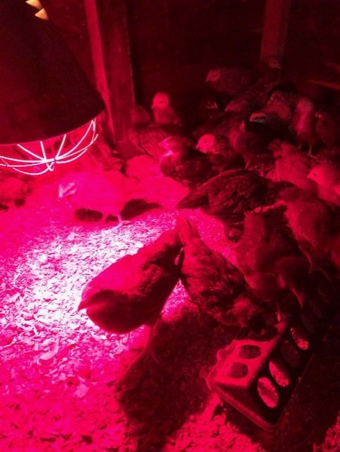 St_WDK's tweet image. Onze kuikentjes nog lekker warm onder de warmtelamp op de Kraaybeekerhof.