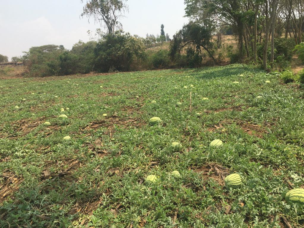ryaf_agribiz's tweet photo. @iraguha_aline 's advice to the youth; If you love something go for it, there will be a lot of opportunities and people who will be willing to help you along the way. https://t.co/VHW0hwHIdm