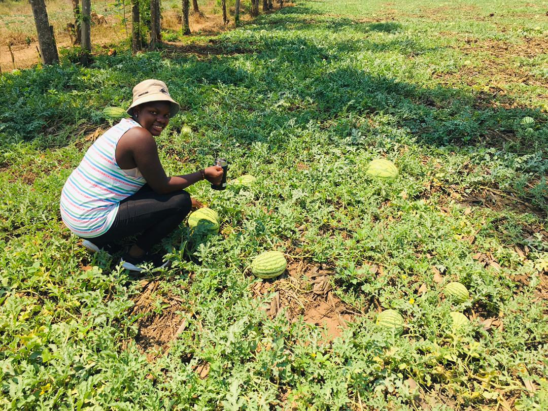 ryaf_agribiz's tweet photo. @iraguha_aline growing fruits and vegetables mainly watermelon in @BugeseraDistr ,Rilima sector,she employs 5 employees &amp; asks for the support to the youth in agribusiness,would be providing mentor-ship, training &amp; advises, information sharing on fund &amp; grant opportunities..1/2 https://t.co/SbZozsxuBc