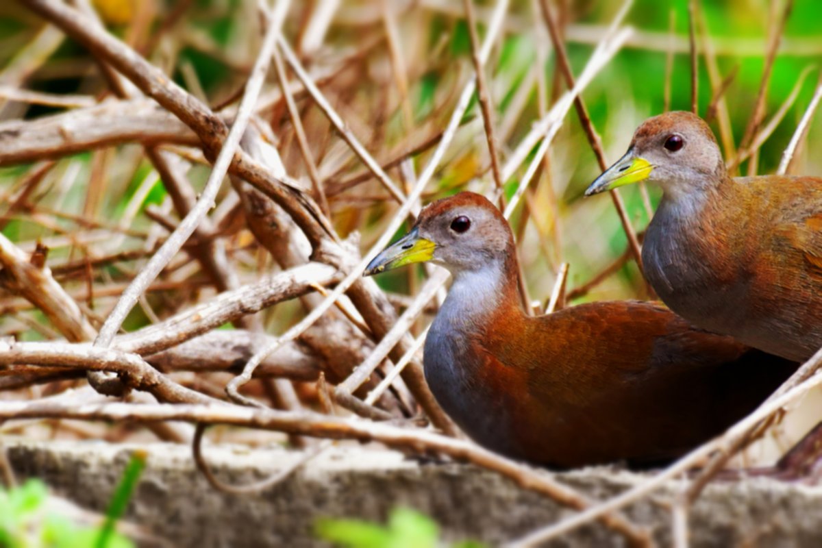 ShivaJmc12's tweet photo. Thinking of you keeps me awake
#Browncrake #ExplorewithIndiAves @pargaien #birding #avibase #ThePhotoHour @WildlifeMag #birds @UKNikon @Birdsgalery #365DaysWild @NikonIndia @Natures_Voice #BirdsSeenIn2021 @AmazingNature00 #TwitterNatureCommunity #BBCWildlifePOTD @Planetary_Sec https://t.co/26m6T56fbT