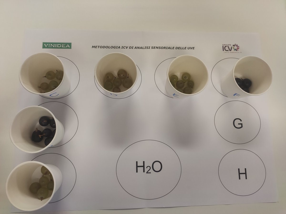 Enopiave's tweet image. Corso di formazione in aula con Vinidea : metodologia ICV di analisi sensoriale delle uve