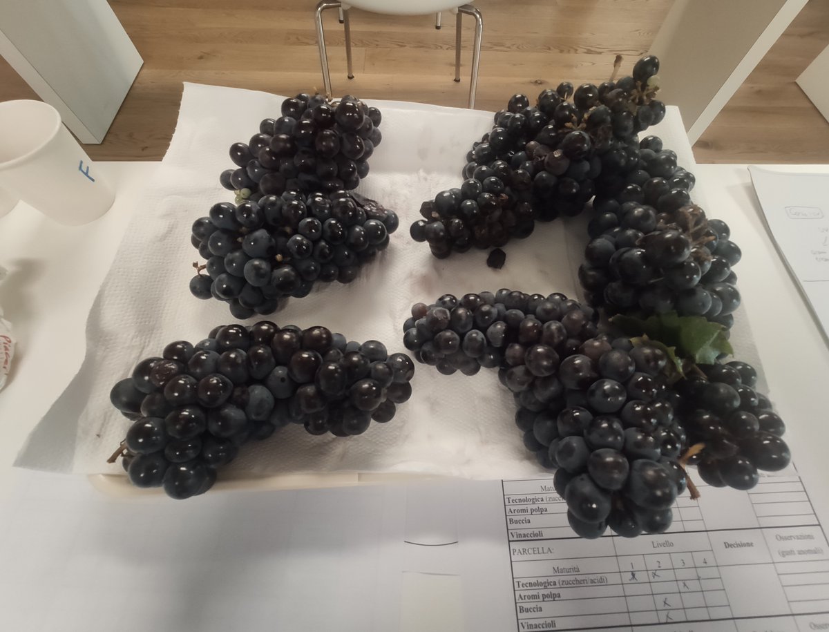 Enopiave's tweet image. Corso di formazione in aula con Vinidea : metodologia ICV di analisi sensoriale delle uve