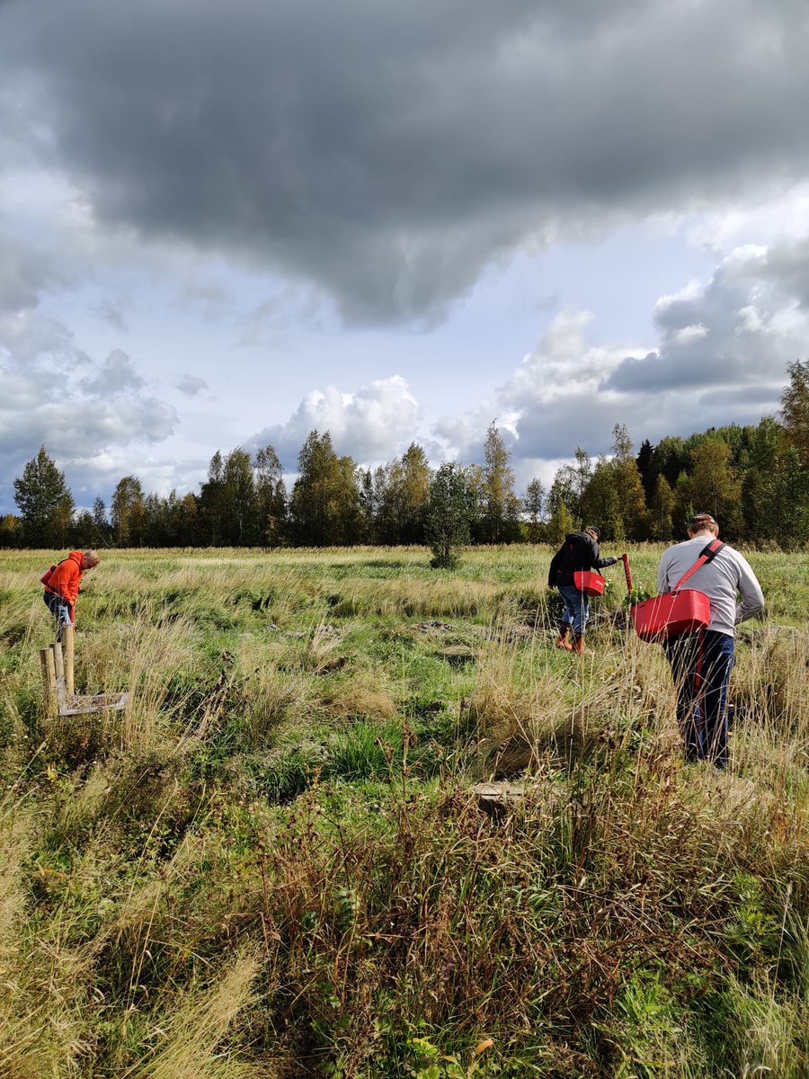 Eilen käytiin istuttamassa taimia Lempäälässä. Myöhemmin lisää tästä projektista. #sustanability