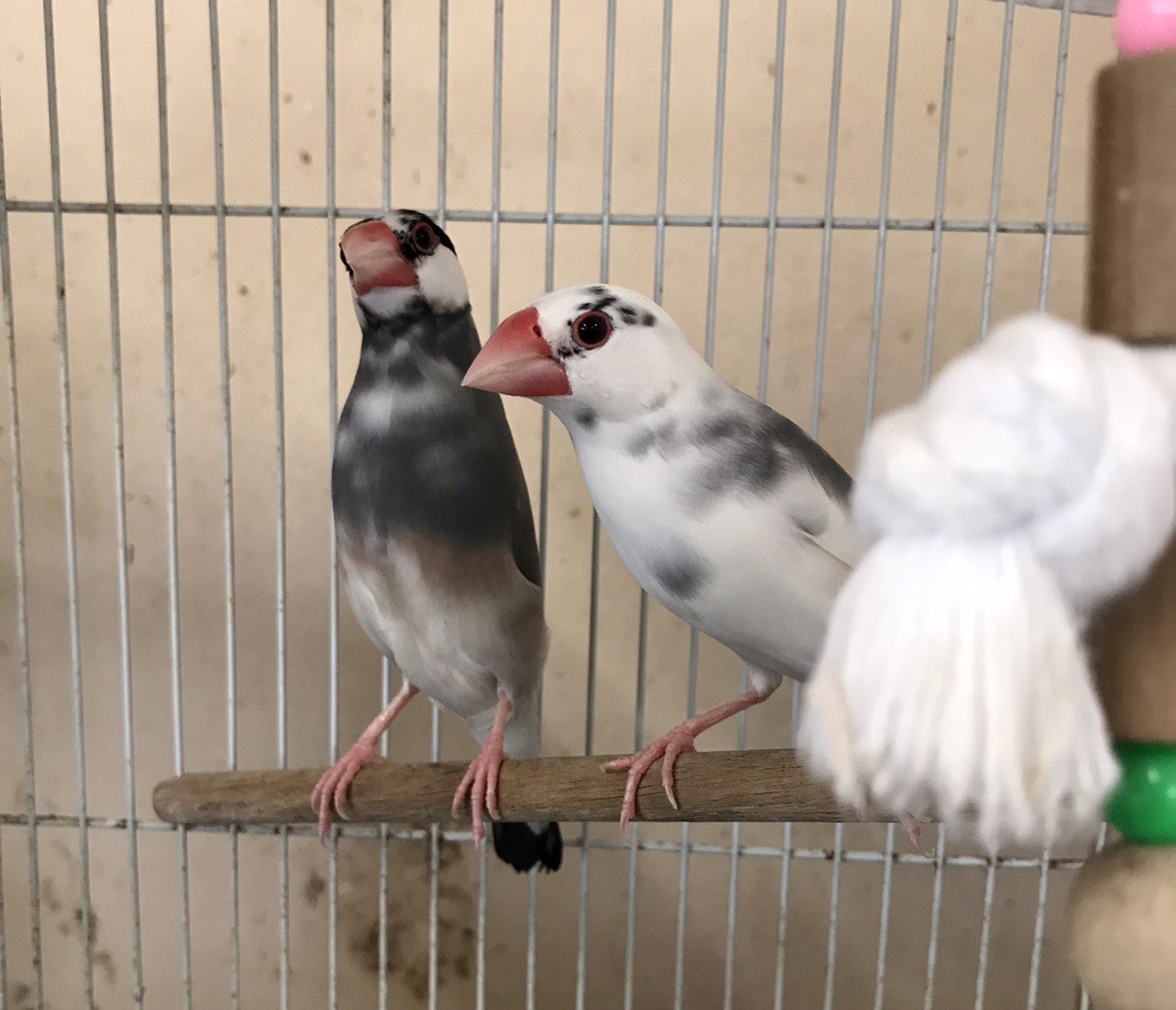 佐屋高校文鳥プロジェクト 2羽ともまだら模様でとってもかわいい子たちです 文鳥 かわいい 佐屋高校 文鳥プロジェクト 白文鳥 桜文鳥 弥富文鳥 鳥 T Co 7zbyevpcwh Twitter