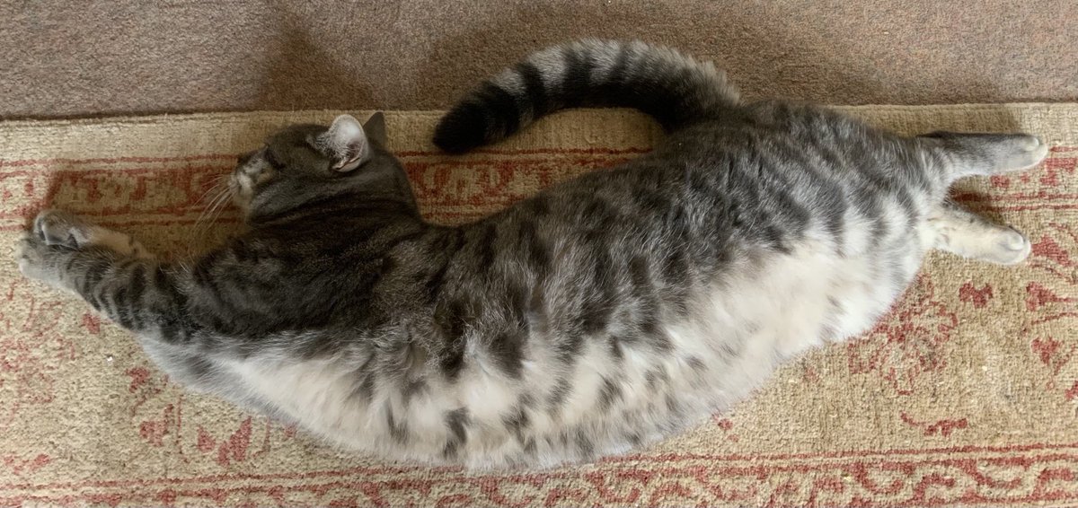 podweed's tweet photo. I’ve taken the day off.
Seems Serj is doing the same 😸
#CurvyKitty https://t.co/jQgozDJJsf