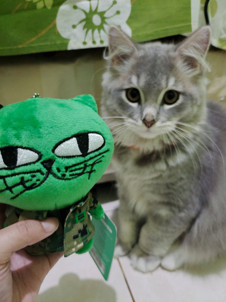 carfreeday_'s tweet photo. @taeccool Which one is the real cat? #2PM_13th_Anniversary https://t.co/LbJgVLTR4j