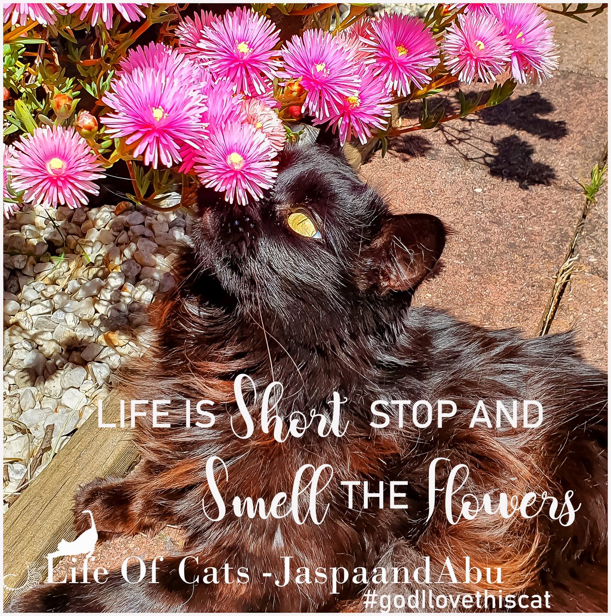 GodILoveThisCat's tweet photo. #cats #love #livelife #mentalhealth #mentalhealthmatters https://t.co/gYOEl0ymIZ