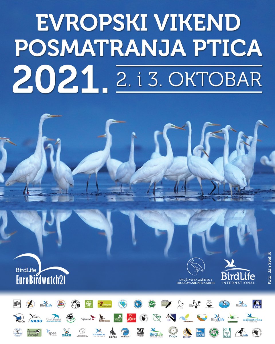 BirdLifeSerbia's tweet image. 📅 SAČUVAJTE VIKEND, 2. I 3. OKTOBAR 👉 za izlazak u prirodu i posmatranje čudesne seobe ptica! 🐦

👉 Pratite naša obaveštenja, uskoro ćemo objaviti više detalja u vezi sa aktivnostima u okviru Evropskog vikenda posmatranja ptica.