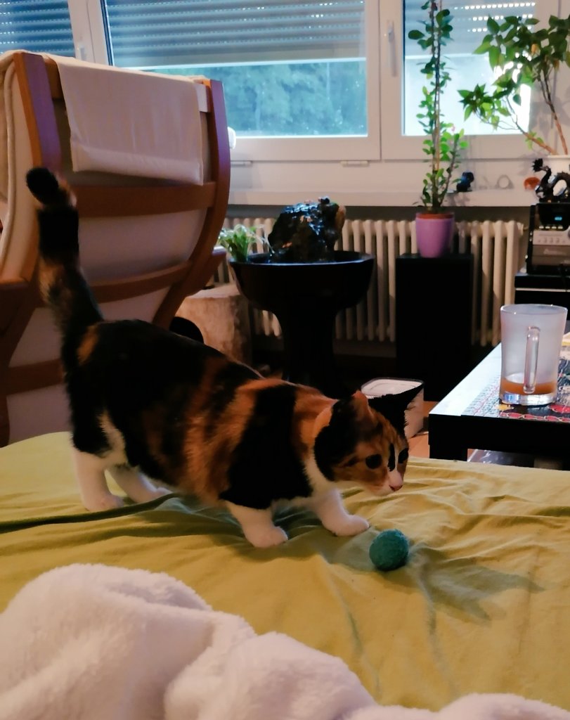 chiiscake's tweet image. I want to take a nap, but my kitten keeps bringing me her ball so we can play "fetch"