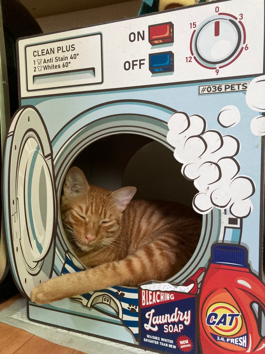 保護猫カフェ 小倉猫茶家 على تويتر 今日のコインランドリーは乾燥機フル稼働でしょうね