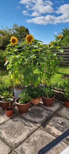 There was also a staff competition in the Horticultural show! Attached are Mr Cairns' winning sunflowers, Mrs Lisovvy's artwork from natural materials (it's Albert Einstein!) and Mrs Radford's picture of Stunning Perthshire. Again, click to embiggen! https://t.co/3ZlYVyMLDI