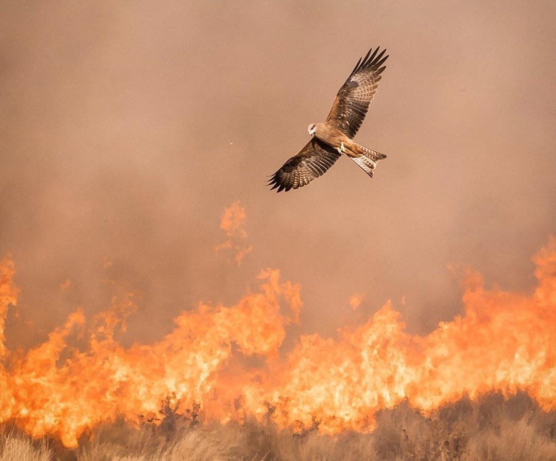 Bouteflikov's tweet image. Les milan noirs sont volontairement pyromanes. Ils propagent des incendies, en Australie, en transportant des brindilles enflammées et en les laissant tomber dans d'autres zones pour faire de nouveaux incendies. Ils font ça pour bloquer et chasser les insectes et autres animaux.