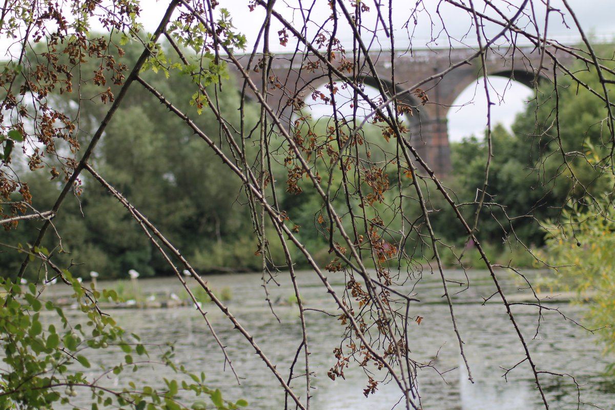 Some of the fantastic shots from our photography trip to Reddish Vale Country Park with <a href="/SAZmediaUK/">SAZ MEDIA</a> last week! Thank you to SazMedia for lending us their equipment and for being so dedicated to showing our young people how to use it and get the most out of their photography📸🦆🌿