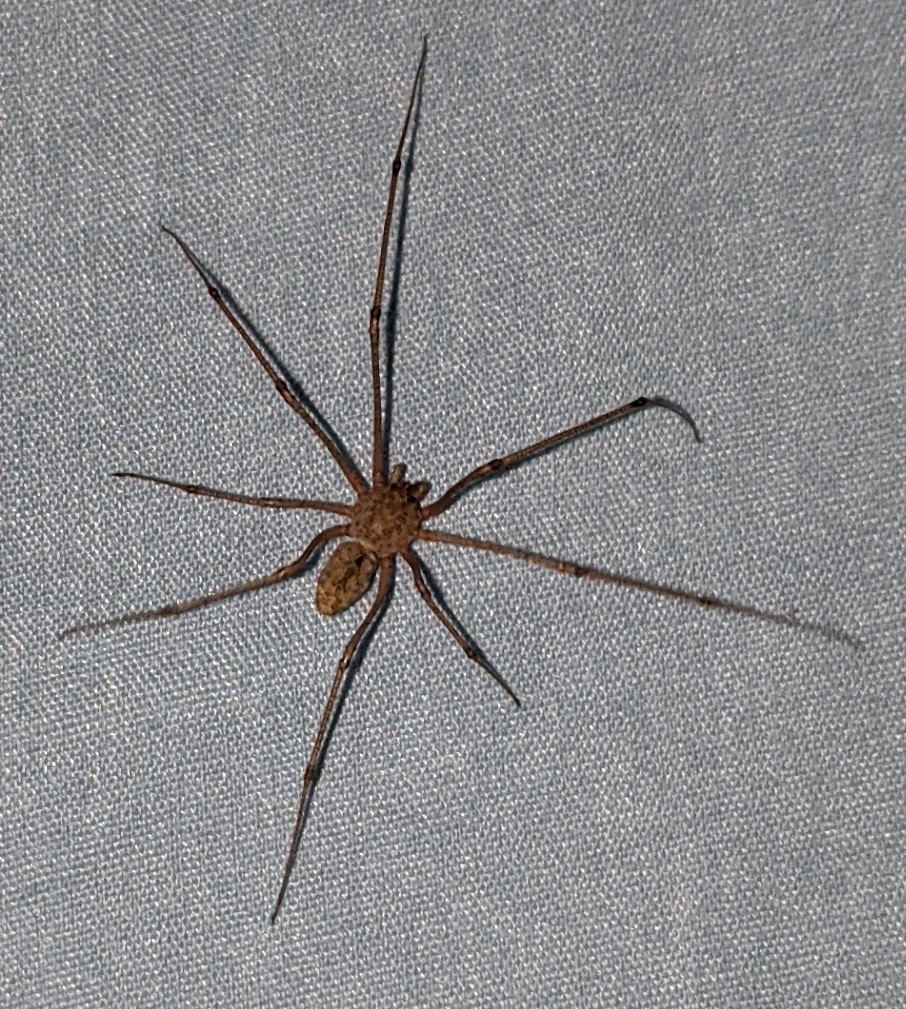 camaro1750's tweet photo. What kind of spider is this? #RecluseOrNot #SpiderID #arachnology https://t.co/gOYosNZfYw