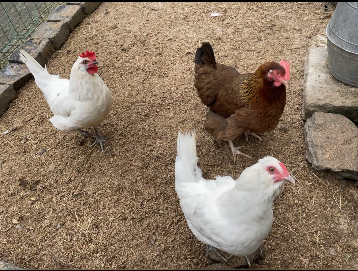 And also check these ones released with <a href="/woodford_halse/">Woodford Halse</a> thomasragsdalemusic.bandcamp.com/album/wf-29-se…
And <a href="/Dis_state/">Disintegration State</a> thomasragsdalemusic.bandcamp.com/album/radials-2