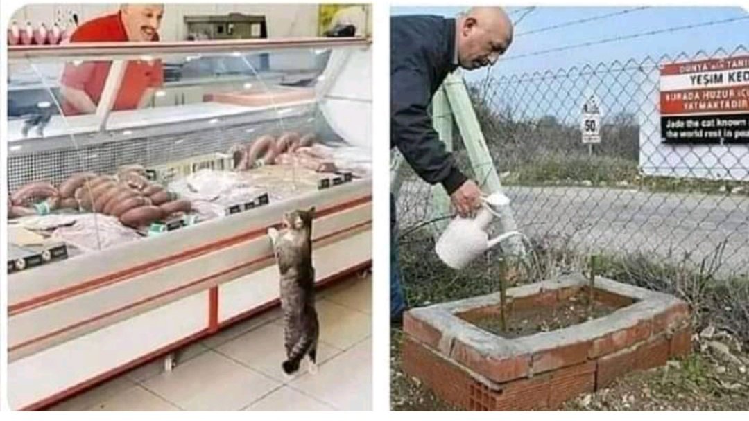 GulerKeske1's tweet photo. Bazı fotoğrafları anlatmaya kelimeler yetmez 😿😥
Hatırladınız mı bu minnagi 😔 https://t.co/ABqoZsZNkB