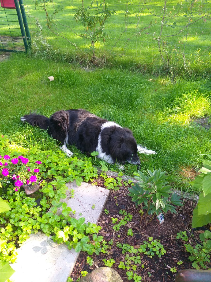 Yoshis0812's tweet photo. Hallo Ihr Lieben! 
Ich war gerade mit Frauchen einkaufen 😁 Wir haben jetzt nämlich dieses Sommerurlaub und mussten erstmal unsere Vorräte auffüllen. Jetzt knabber ich ne Möhre und dann wird ein bisschen 😴😴 https://t.co/u6CxrNINYF