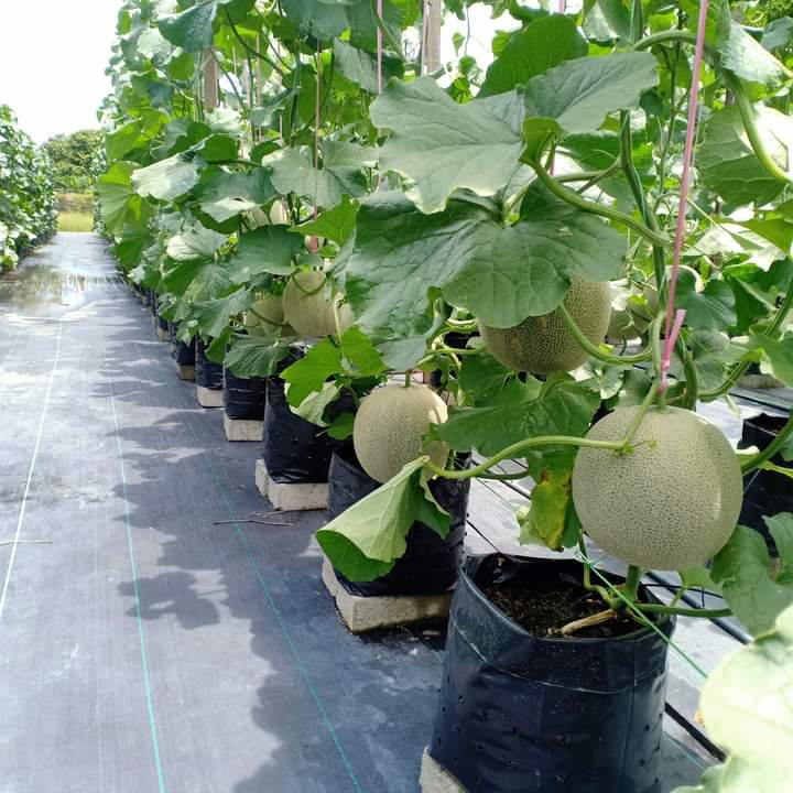 srznl's tweet photo. Another 16OO fresh ROCK MELONS left to finish off before Sept, 1Oth! I only need approximately 7OO more people to buy my melons that'll be harvested in 2 weeks. Really don't want any of the melons to go wasted.. 🥺😫

THREAD 👇 https://t.co/gJ12ifLfdY