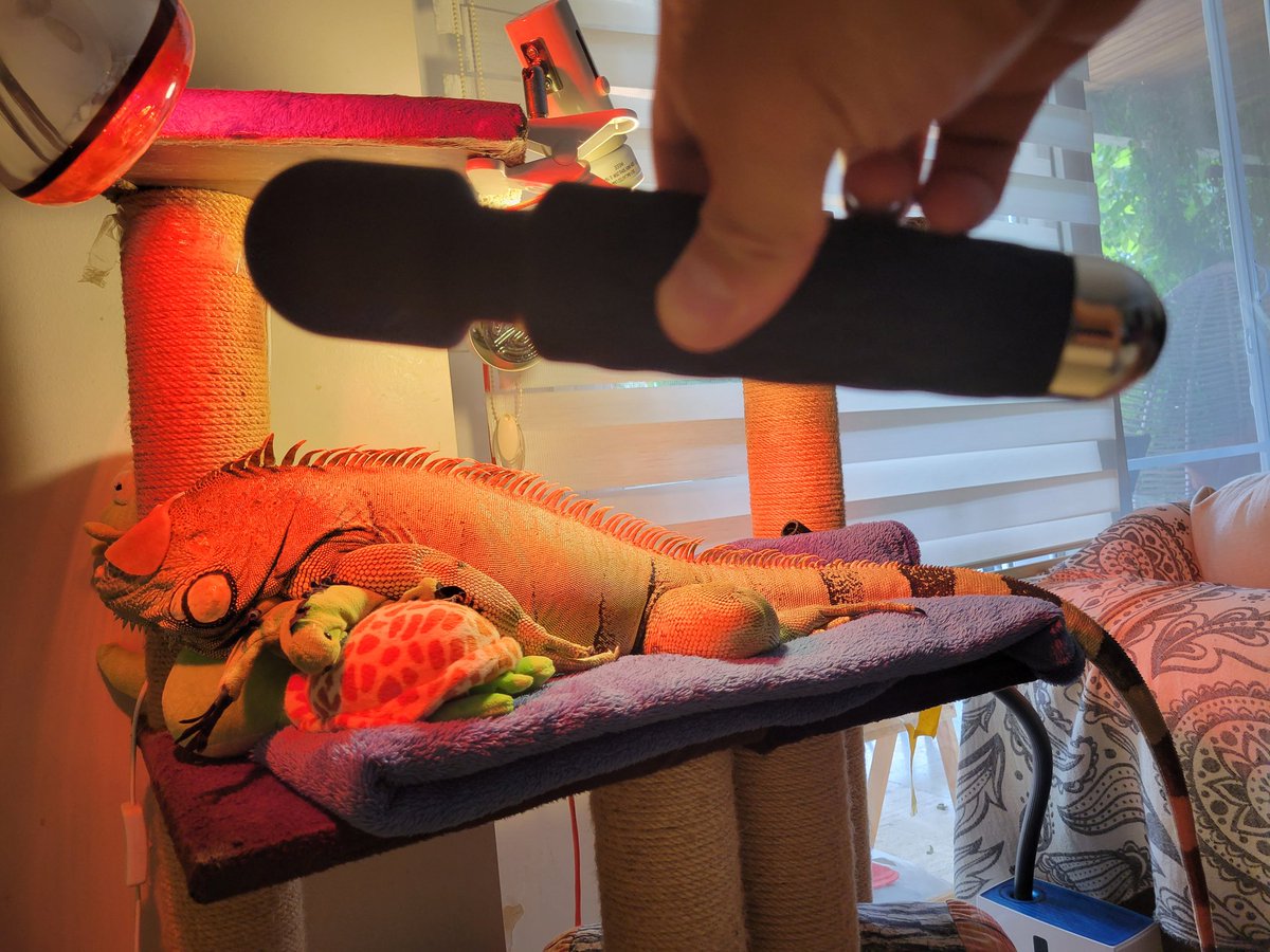 PhilakoneCrypto's tweet image. My girlfriend's iguana. Draco is 4 years old and 142 cm long. He sleeps with a tea facemask and uses a human vibrator on his stomach to stimulate his poop.
He's a very funny iguana, comes when called like a dog, and loves head and face scratches.