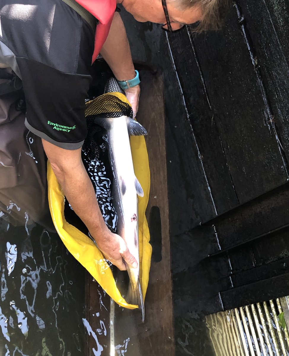 EAEcologySW's tweet photo. Red Vent Syndrome is a condition of wild #Atlantic #salmon that develops at sea &amp; is believed to be caused by a #parasitic #worm Our trapping team on #river #Tamar are helping to #monitor the incidence of RVS in England @EAEcologySW @BruceNewport1 @Peter_S_Long https://t.co/Yys53LgpId