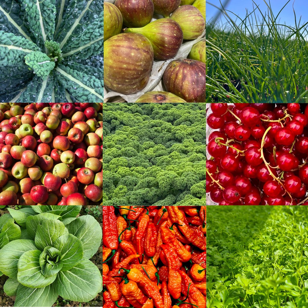 Watts in season this #September? 🌱

Check out our new vlog on our YouTube channel to catch our director, Ed giving us the run-down on his favourite seasonal produce! 

youtube.com/watch?v=o2y3VZ…

Otherwise check out our seasonal blog over on our news page!

shop.wattsfarms.co.uk/blogs/news/wat…