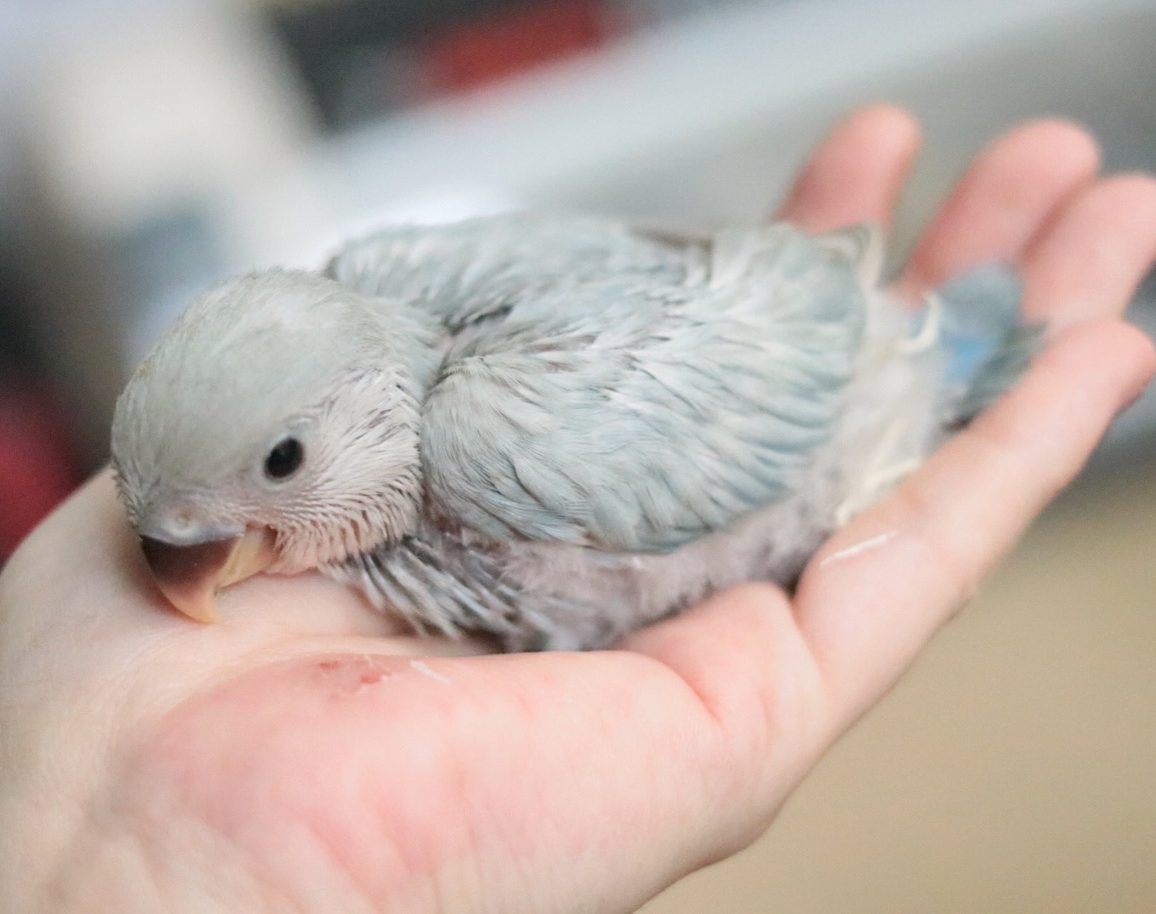 Winston Bird Lovelybirdxxx Twitter