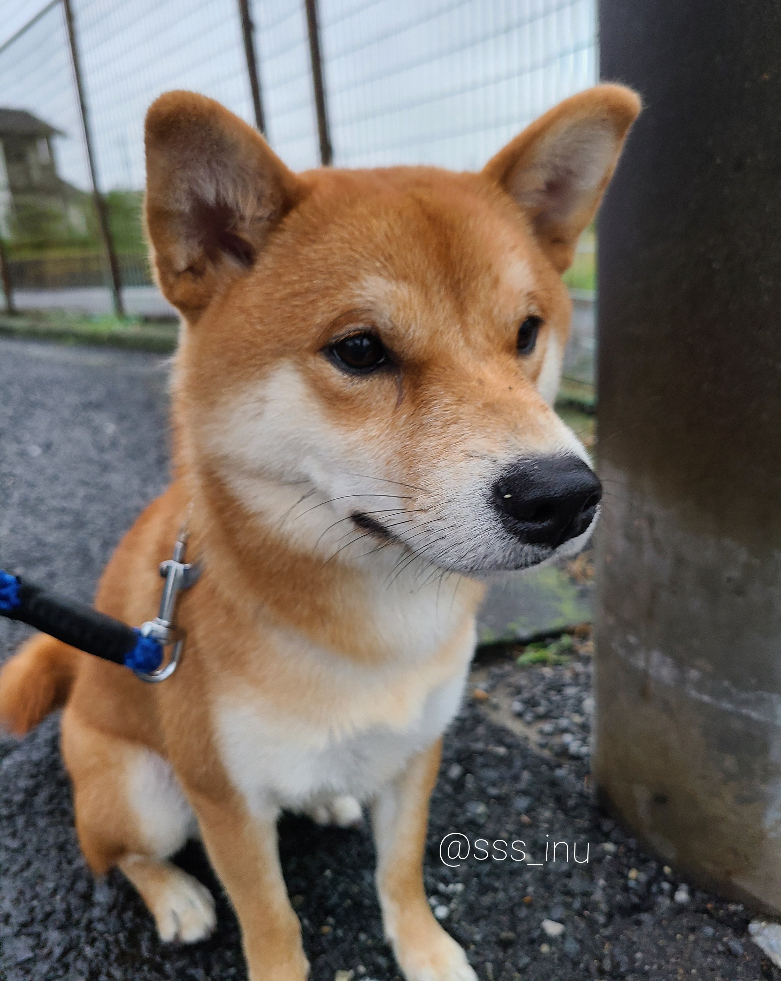 犬 歩いてくる人が構ってくれると信じて勝手に待ってる時の犬です T Co S4bgm0pouz Twitter